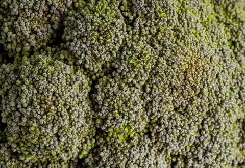 Broccoli cabbage Stock Photos