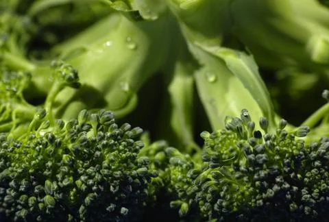 Broccoli cabbage on a white background. Top view of broccoli. Texture of broc Stock Photos
