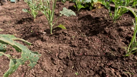 Broccoli Catastrophy   P5  2025 Stock Footage 305542387