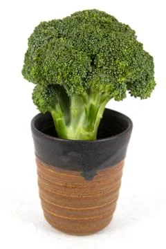 Broccoli in the ceramic cup Stock Photos
