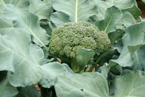 Broccoli close-up Stock Photos