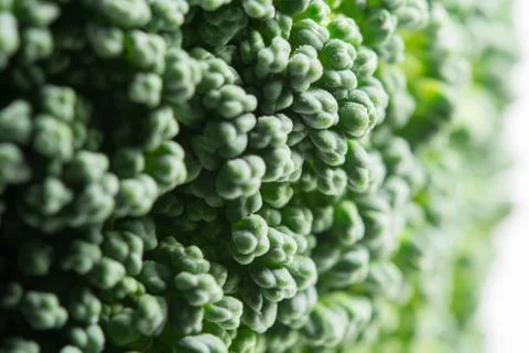 Broccoli close up Stock Photos