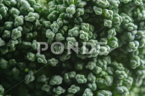 Broccoli close up 스톡 사진