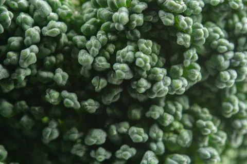 Broccoli close up Stock Photos