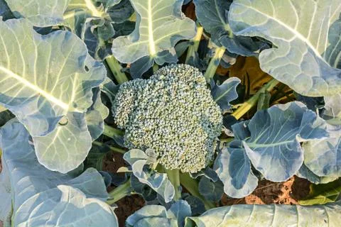 Broccoli close up Stock Photos