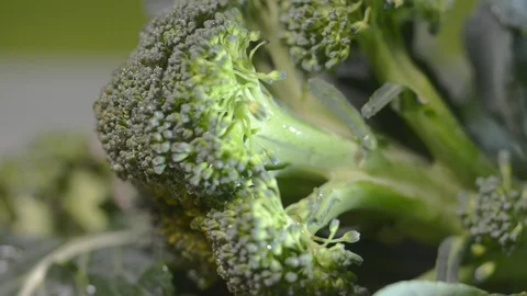 Broccoli close up shot and texture detail..Selective focus Stock-Footage 103316224