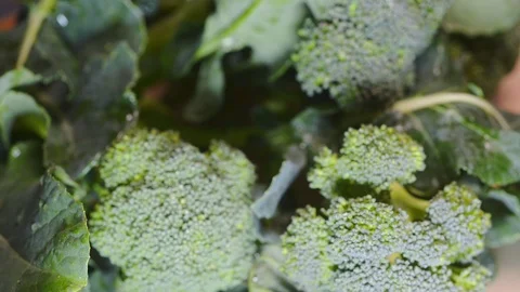 Broccoli close up shot and texture detail..Selective focus 動画素材 103316254