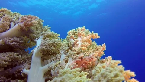 Broccoli Coral with Blue Water Background Stock Footage