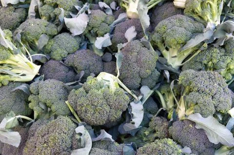 Broccoli on display Stock Photos