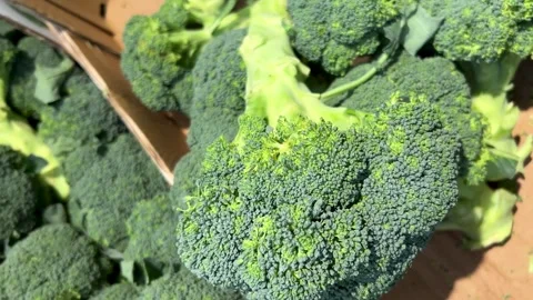 Broccoli displayed in cardboard crates Stock Footage 287613582