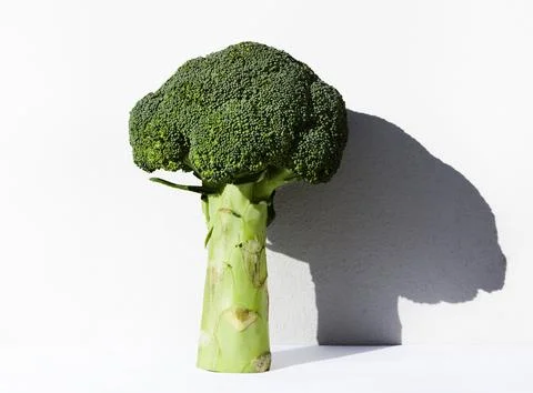 "Broccoli Dog Shadow" Stock Photos