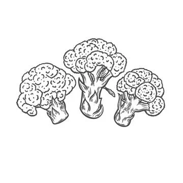 Broccoli in engraving style on a white background Stock Illustration