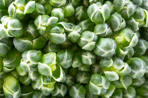 Broccoli extreme closeup. Stock Photos