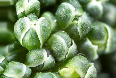 Broccoli extreme closeup. Stock Photos