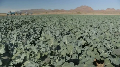 Broccoli Field before Harvest Stock Footage