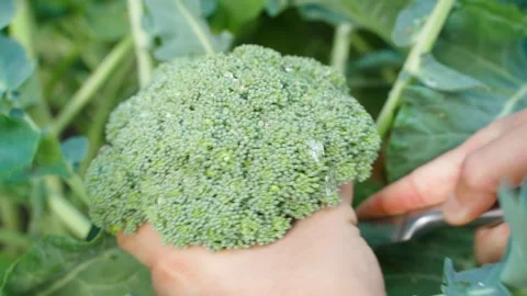 Broccoli florets being cut with a knife from a vegetable garden, close-up Stock Footage 313171437