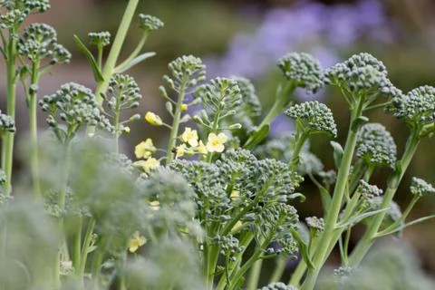 Broccoli flowers Stock Photos