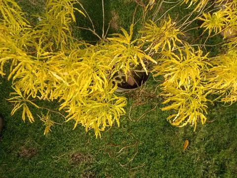 Broccoli flowers 스톡 사진