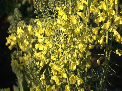 Broccoli flowers waving in the wind and bee taking pollen Video stock 71025903