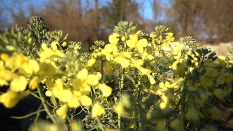 Broccoli flowers waving in the wind and bees taking pollen Video stock 71027894