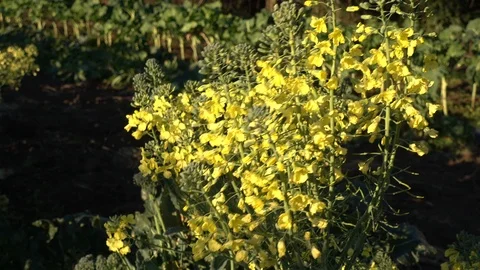 Broccoli flowers waving in the wind. Video stock 91224569