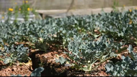 Broccoli Video stock 9740245