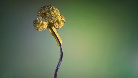 Broccoli on a fork on a green background, rotation Stock Footage 86176260