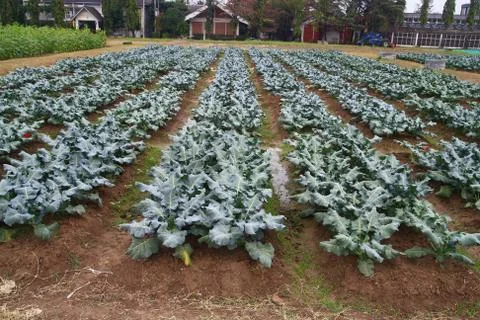 Broccoli garden Stock Photos