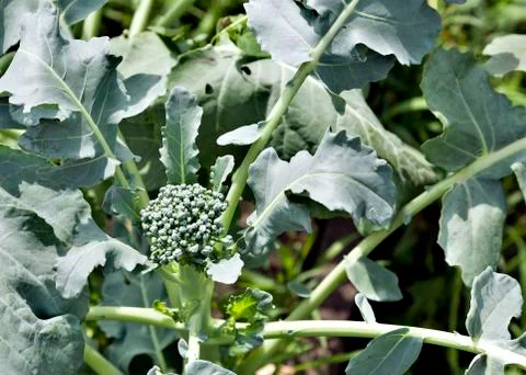 Broccoli in the garden Foto stock