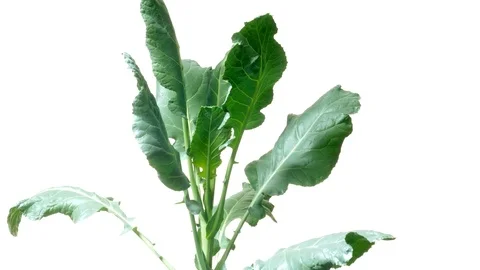 Broccoli Greens Time-lapse Stock Footage 77461333