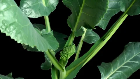 Broccoli Greens Time-lapse Stock Footage 79158212