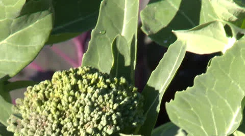 Broccoli growing Stock Footage 25952609