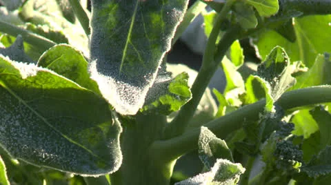 Broccoli Growing Stock Footage 25956173