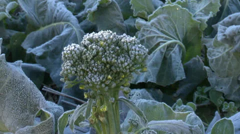 Broccoli growing Stock Footage 25960332