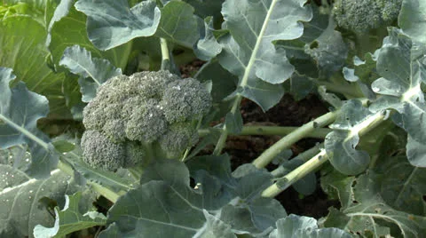 Broccoli growing Stock Footage 26002784