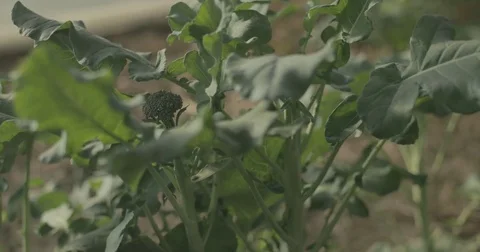Broccoli growing organic garden Video stock 76413784