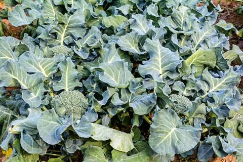 Broccoli growing up Stock-Fotos