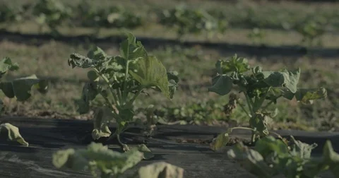 Broccoli growing in rows in organic garden Stock Footage 76413655