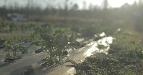 Broccoli growing in rows in organic garden Stock Footage 76413949