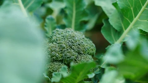 Broccoli growing in a vegetable garden, close-up Stock Footage 313051322