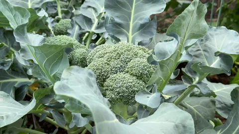 Broccoli Growing in a Vegetable Garden Stock Footage 348114962