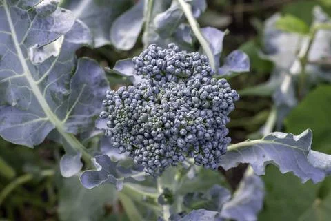 Broccoli grows in the field Foto stock