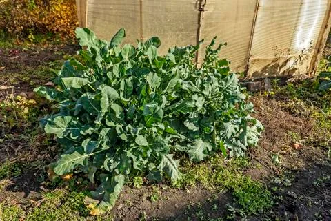 Broccoli grows in the garden Stock Photos