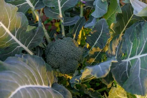 Broccoli grows in organic soil on a vegetable plot. Broccoli in natural Stock Photos