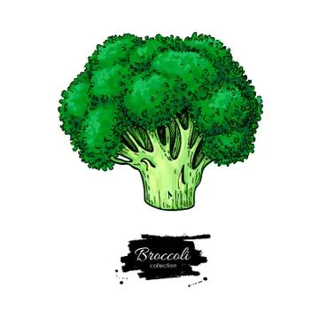 Broccoli hand drawn vector illustration. Vegetable drawing. Isol Illustrazione stock