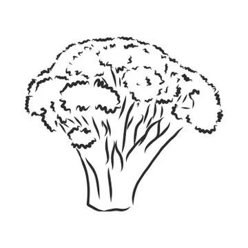 Broccoli hand drawn vector illustration. Vegetable engraved style illustratio Stock Illustration