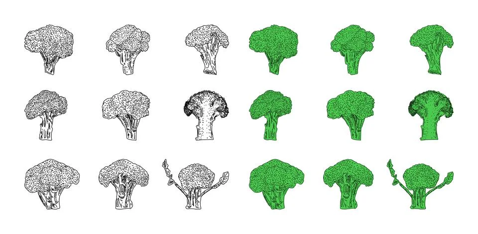Broccoli hand drawn vector illustrations. Stock Illustration