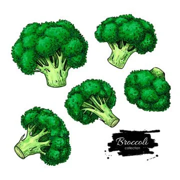 Broccoli hand drawn vector set. Vegetable drawing. Stock Illustration
