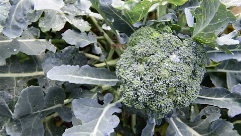 Broccoli Head  Growing Stock Footage 227888384
