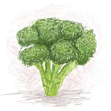 Broccoli Stock Illustration